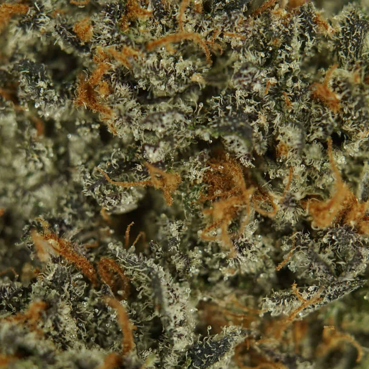 28gr - PURPLE MONKEY - INDICA - (AAA) - Image 2