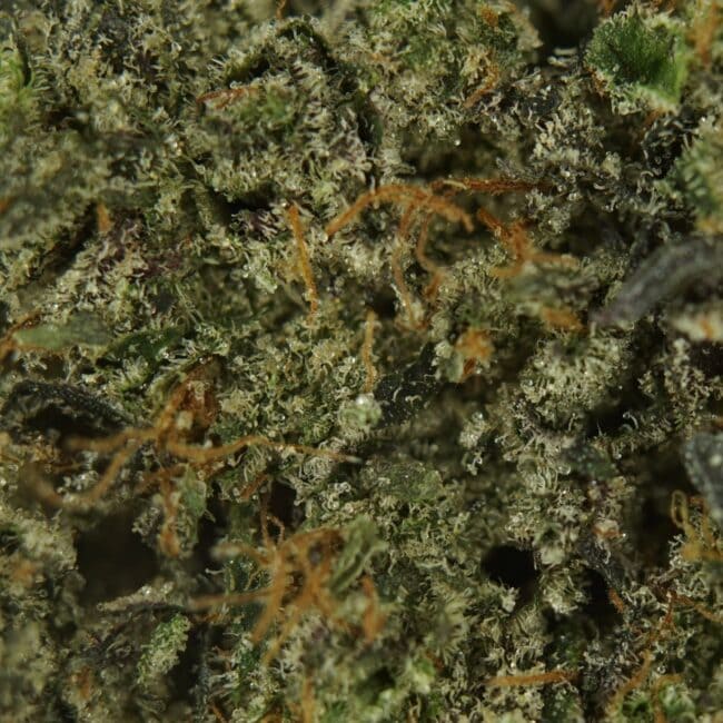 pp purp ch 2