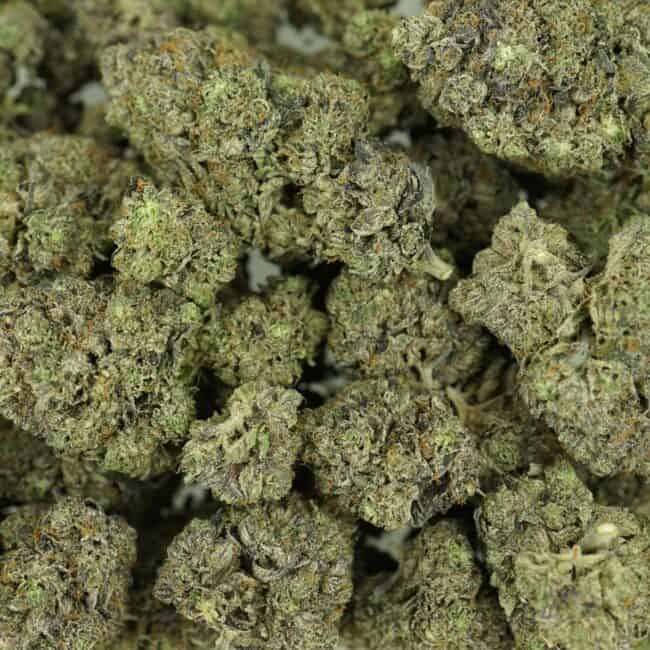 pp purp ch full