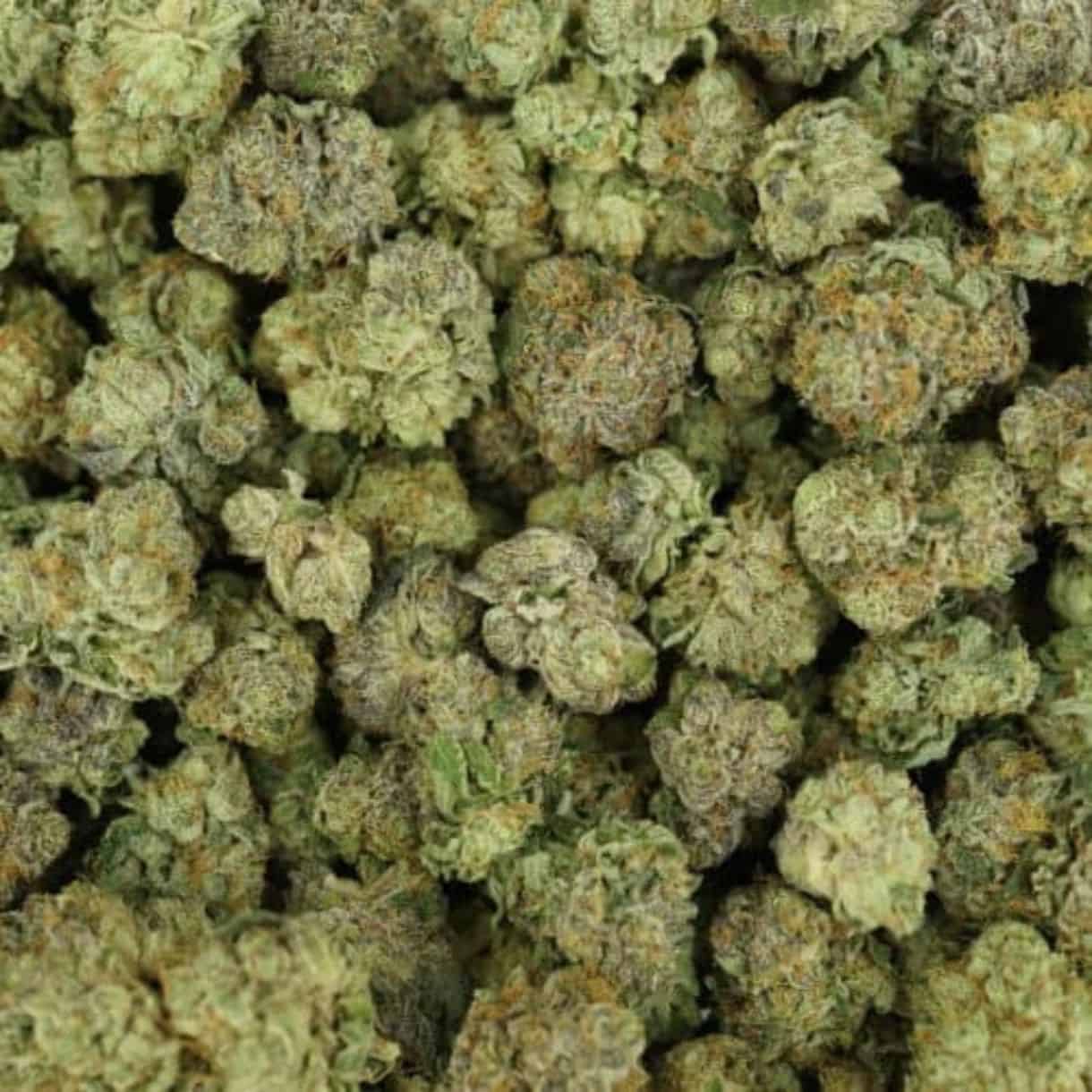28gr - PURPLE KUSH - INDICA - (AAA) - Image 3