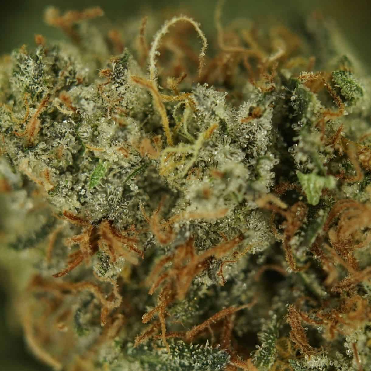 28gr - RAINBOW COOKIES (SMALLS) - BALANCED HYBRID - (AAA) - Image 2