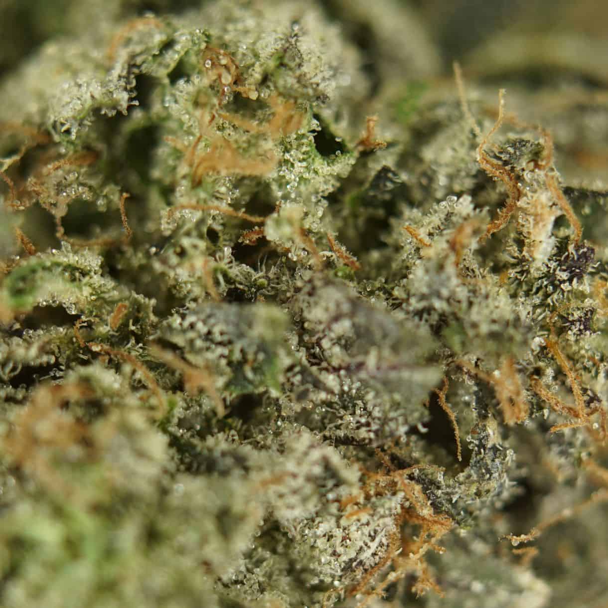 close-up macro of death bubba cannabis bud showing dense trichomes, green tones, and orange pistils