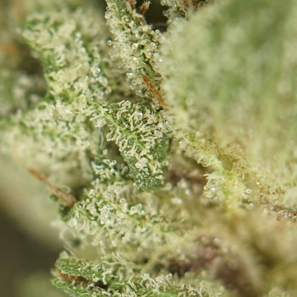 1/2p - OG PINK SMALLS BULK - INDICA - (AAA) - Image 2