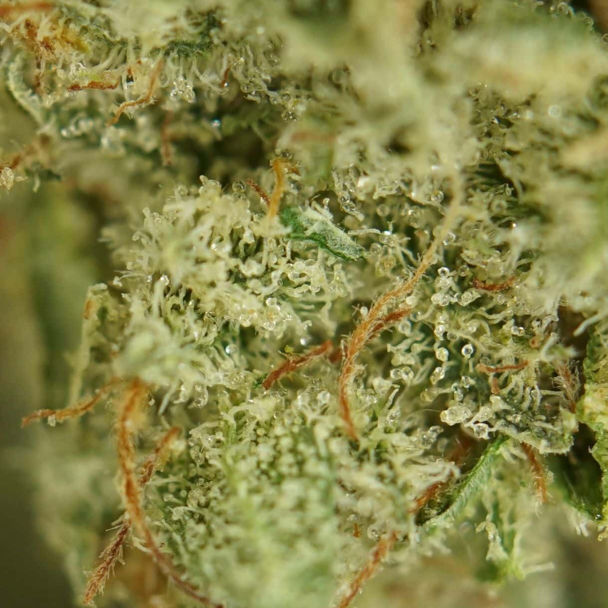 28gr - VIOLATOR SMALLS - INDICA - (AAA) - Image 2