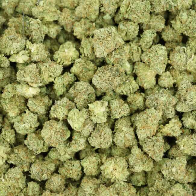 pp vio sm full