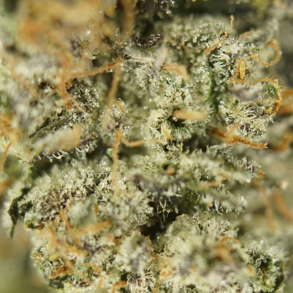 black tuna close-up macro of cannabis bud showing dense trichomes, green tones, and orange pistils