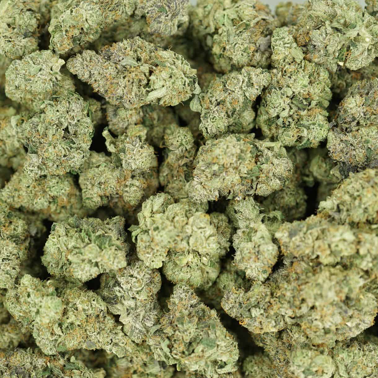 Black Tuna cannabis flower buds in bulk showing dense structure, light green colour, and frosty trichome coverage