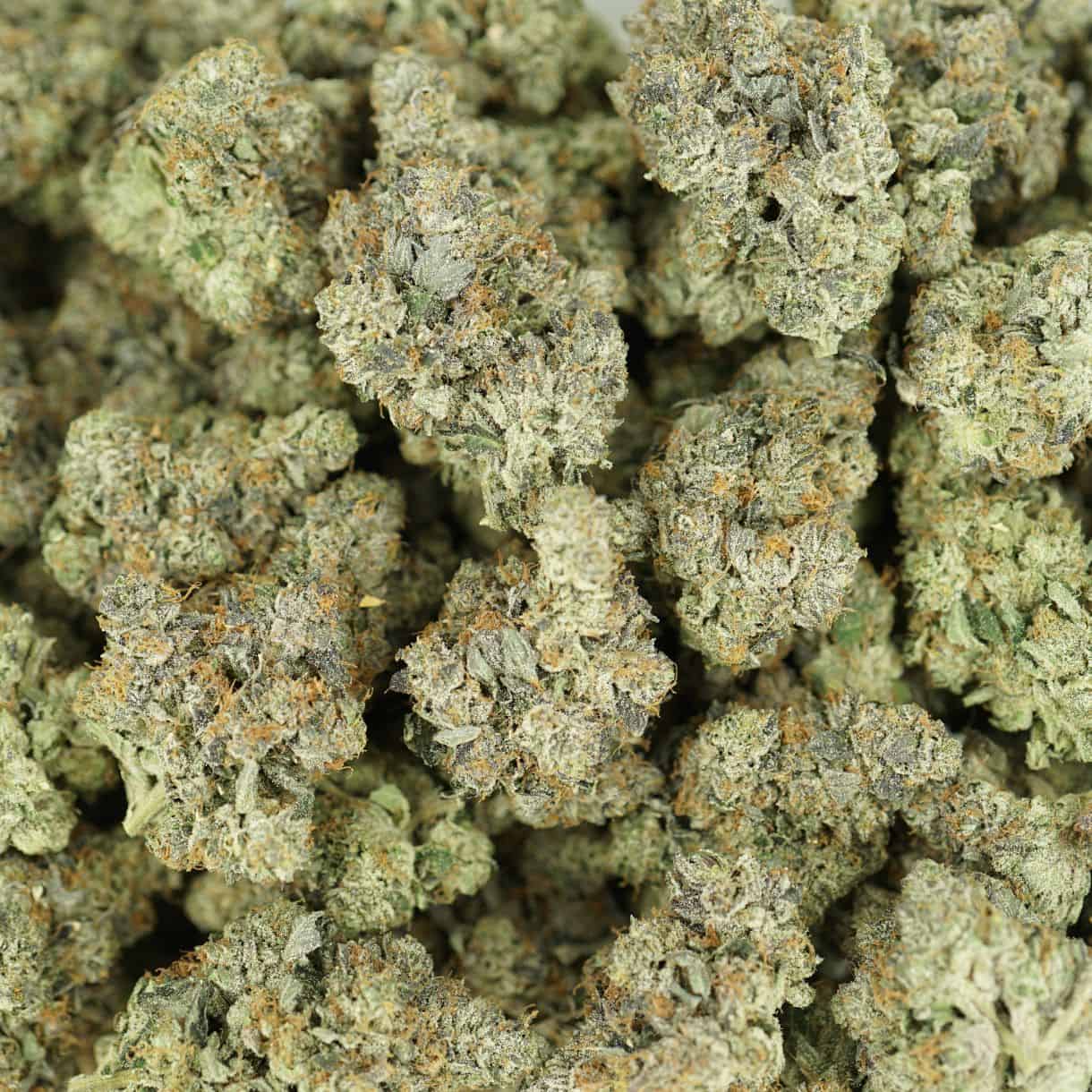 Gucci Pink cannabis buds clustered together, dense frosty texture with green tones and orange pistils
