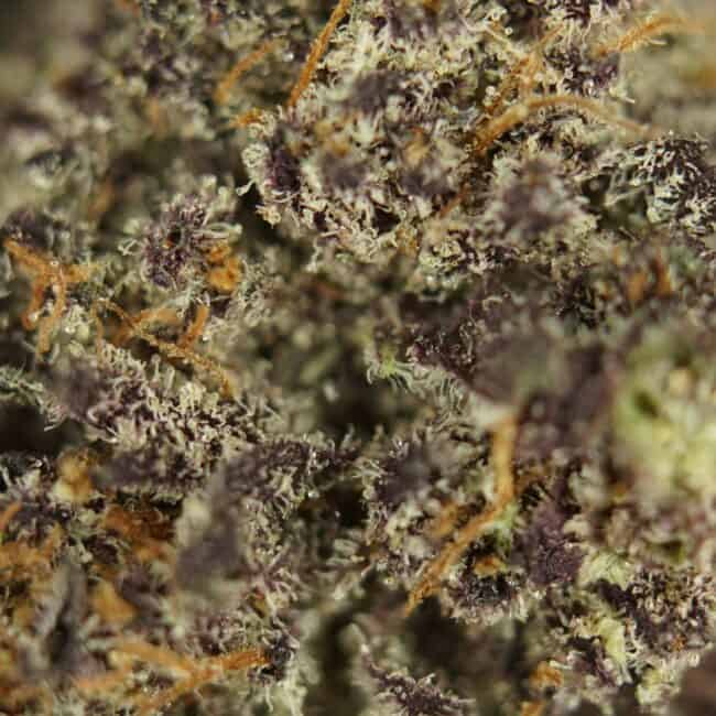pp purple space cookies 2