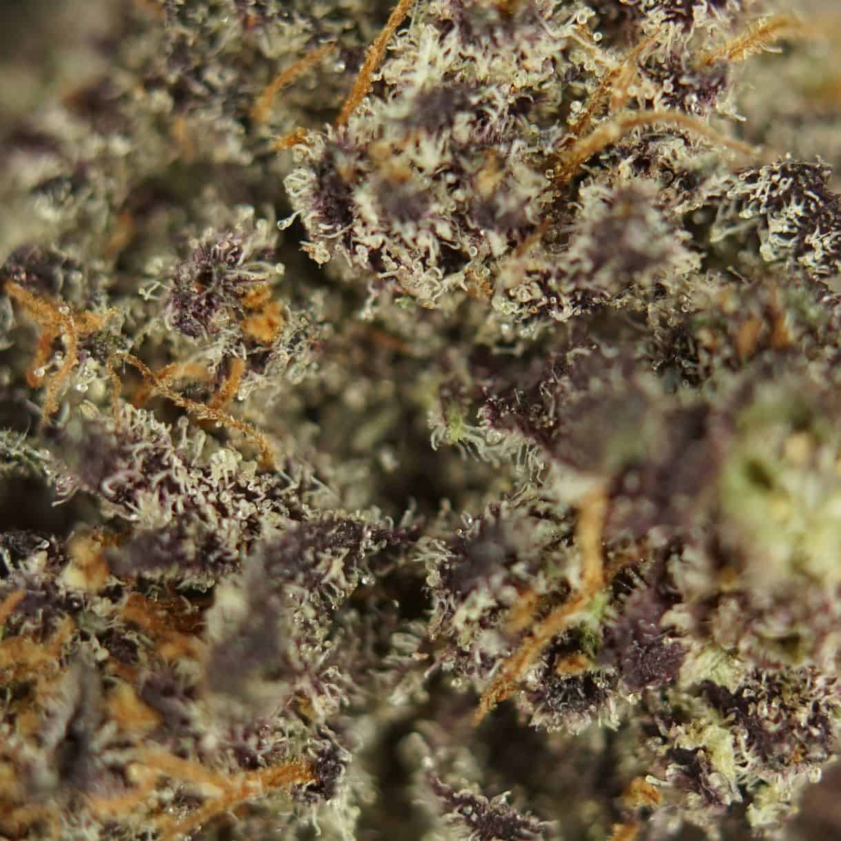 purple space punch close-up macro of cannabis bud showing dense trichomes, green tones, and orange pistils