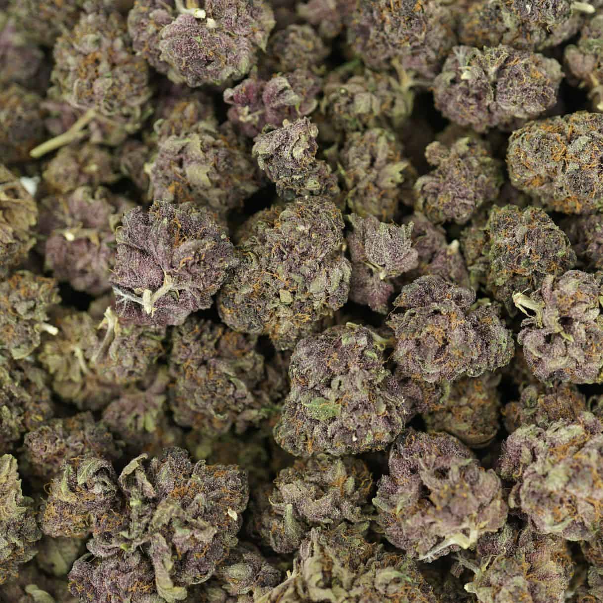 28gr - TROPICAL CHERRY - BALANCED HYBRID - (AA) - Image 3