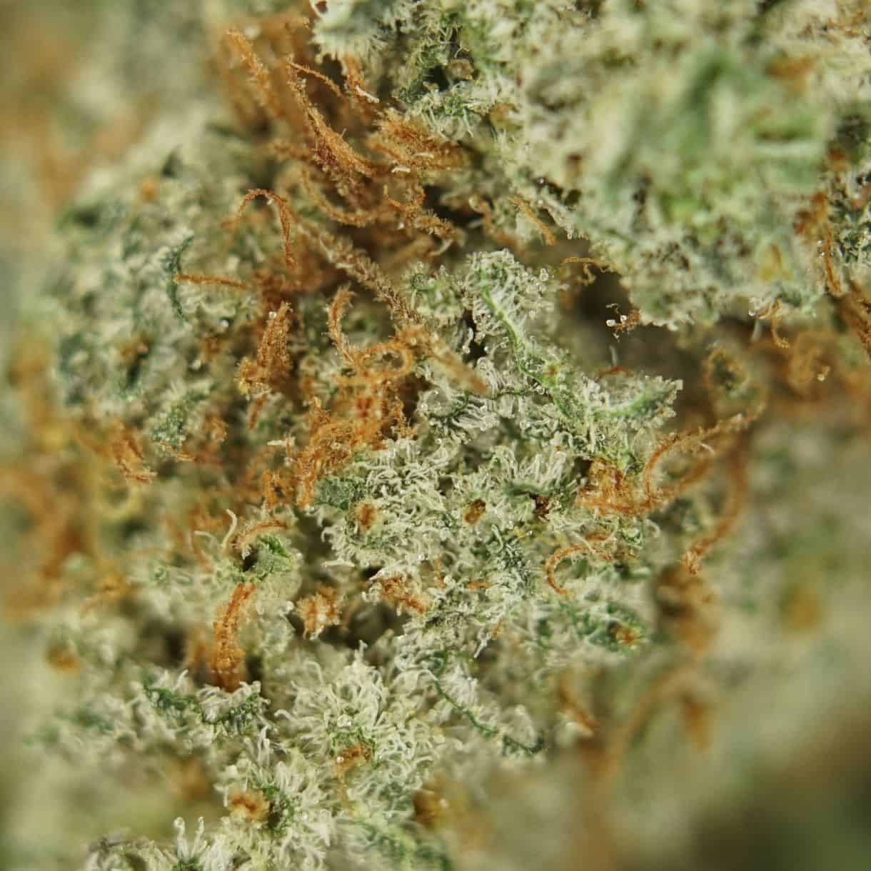 28gr - ALIEN KUSH - BALANCED HYBRID - (AA) - Image 2