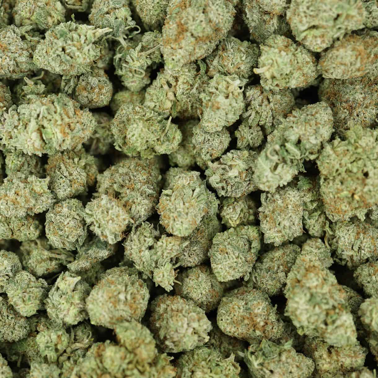 alien kush top view of cannabis buds with dense structure, frosty trichomes, and light green coloration