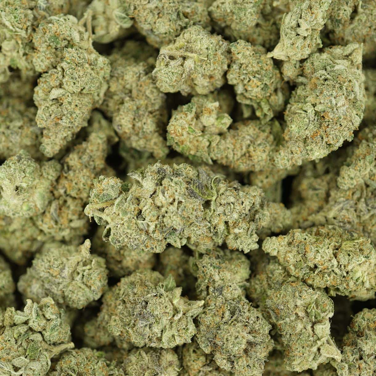 black maple top view of cannabis buds with dense structure, frosty trichomes, and light green coloration