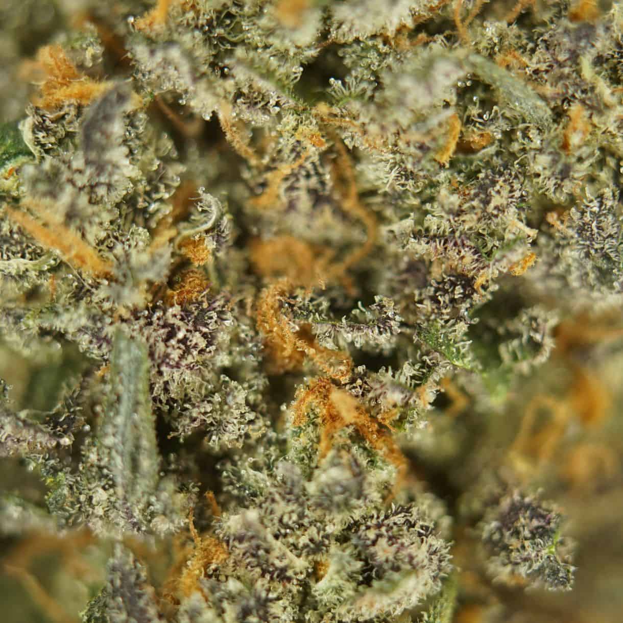 dd flow close-up macro of cannabis bud showing dense trichomes, green tones, and orange pistils