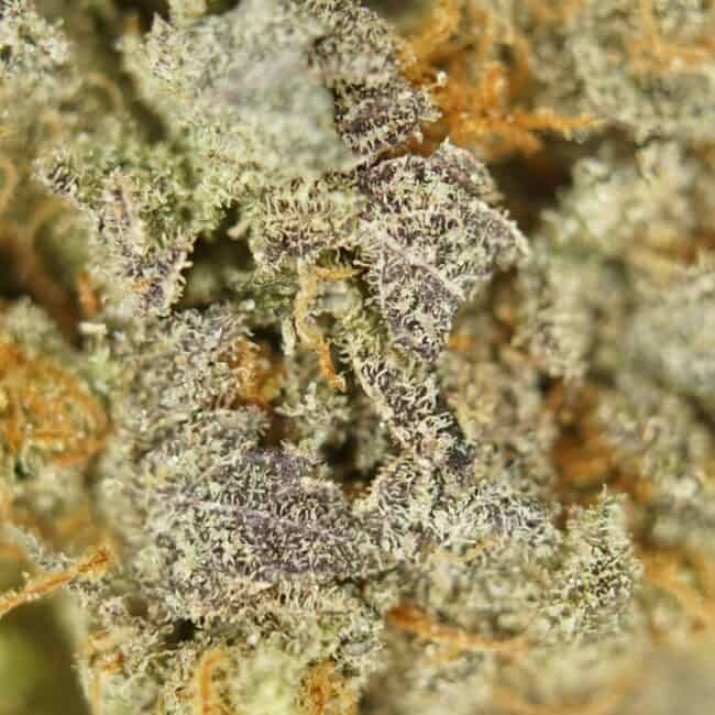 pp dutch treat 2