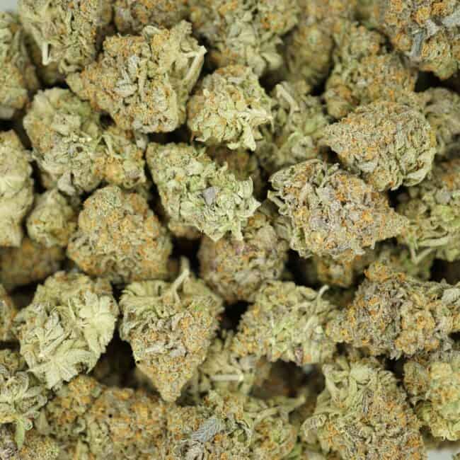 pp dutch treat full