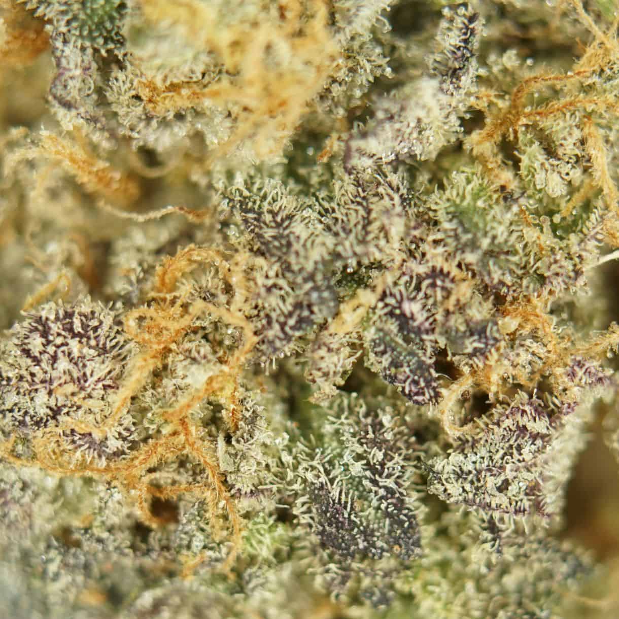 lala land close-up macro of cannabis bud showing dense trichomes, green tones, and orange pistils