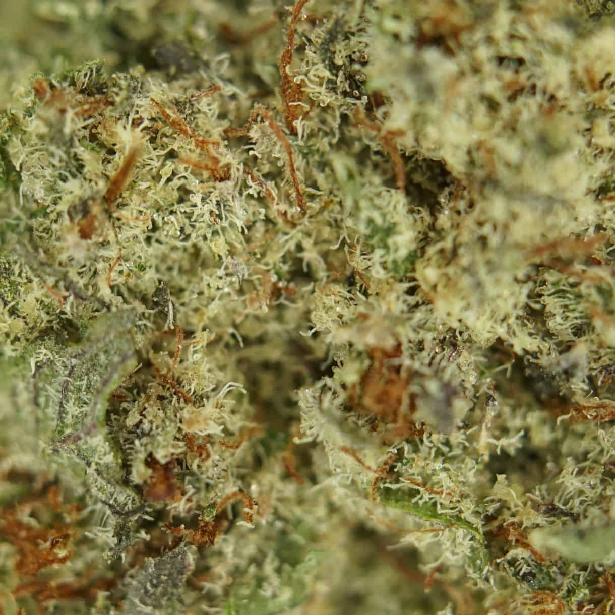 platinum girl scout cookies close-up macro of cannabis bud showing dense trichomes, green tones, and orange pistils