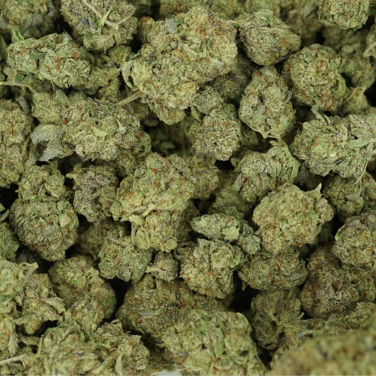 platinum girl scout cookies top view of cannabis buds with dense structure, frosty trichomes, and light green coloration