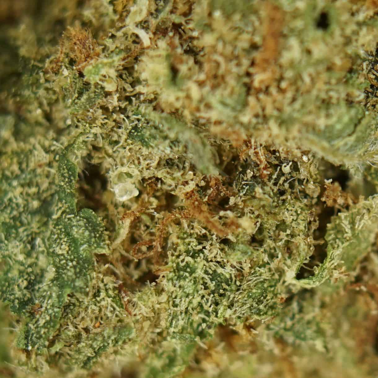 purple panty dropper smalls close-up macro of cannabis bud showing dense trichomes, green tones, and orange pistils