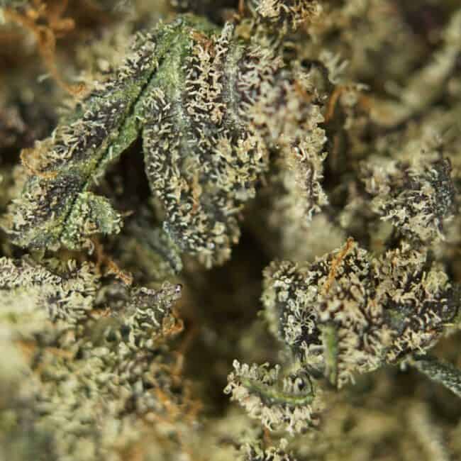 pp purp truff 2