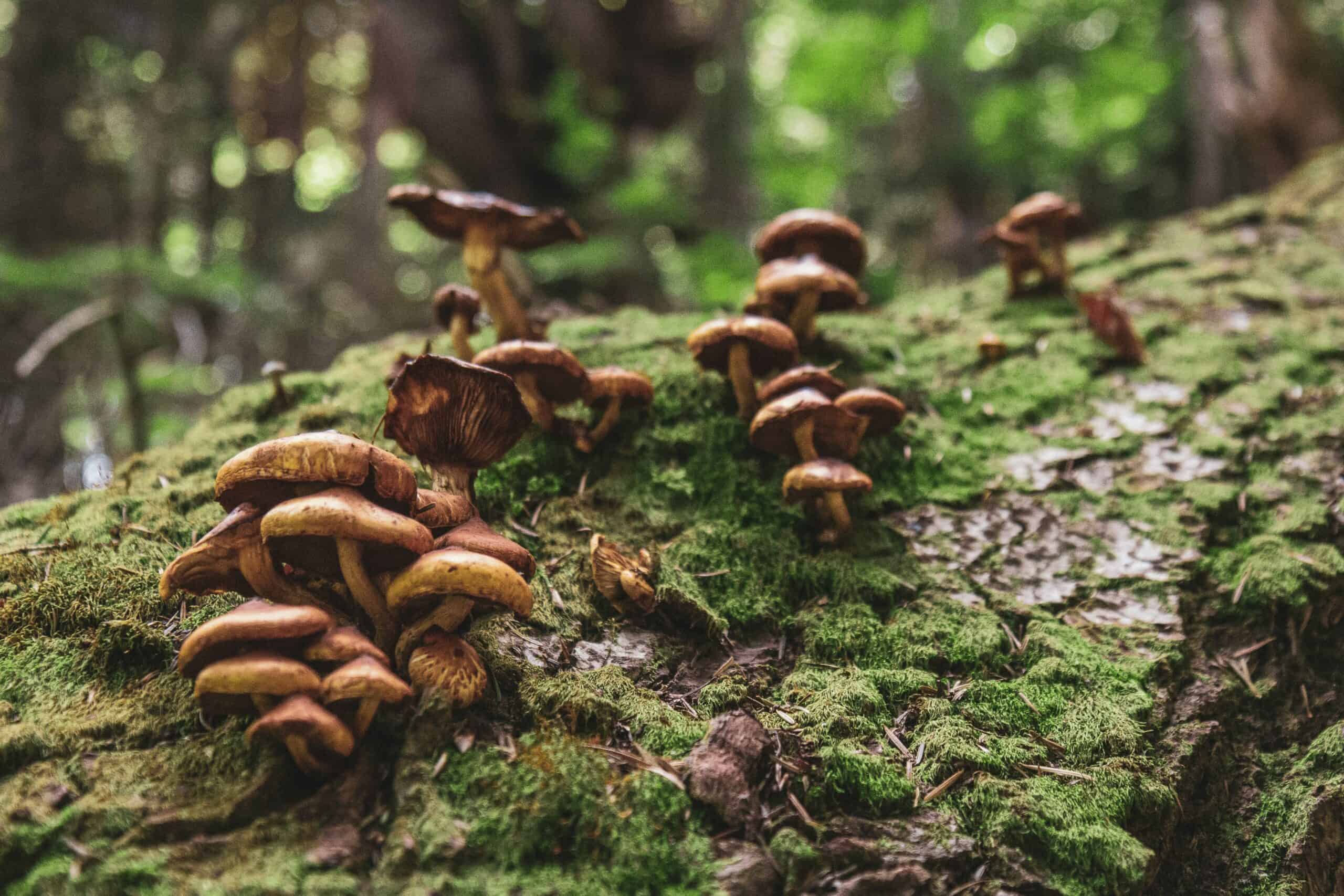 How to Buy Psilocybin Mushrooms