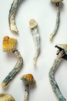 Buy Psilocybin Mushrooms