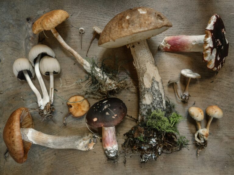 Psilocybin Mushrooms
