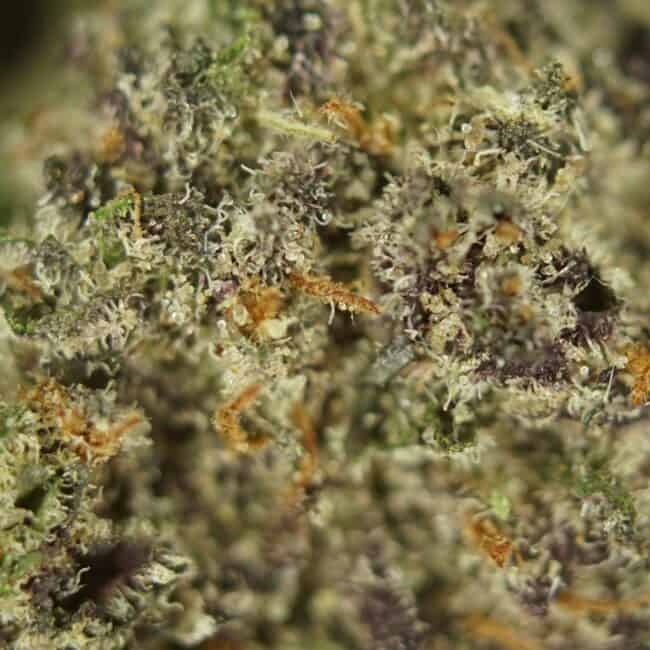 pp GODS GREEN CRACK SMALLS 2