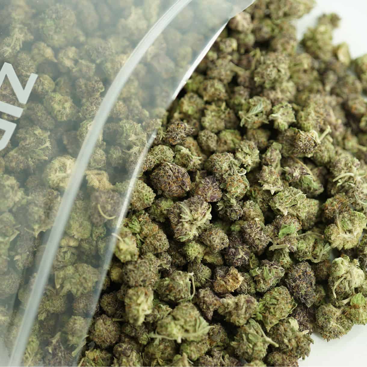 close-up gods green crack smalls bulk image of cannabis buds spilling out of a clear ZIP-ZAG plastic bag onto a white surface, showing dense green nugs with visible trichomes and orange hairs.