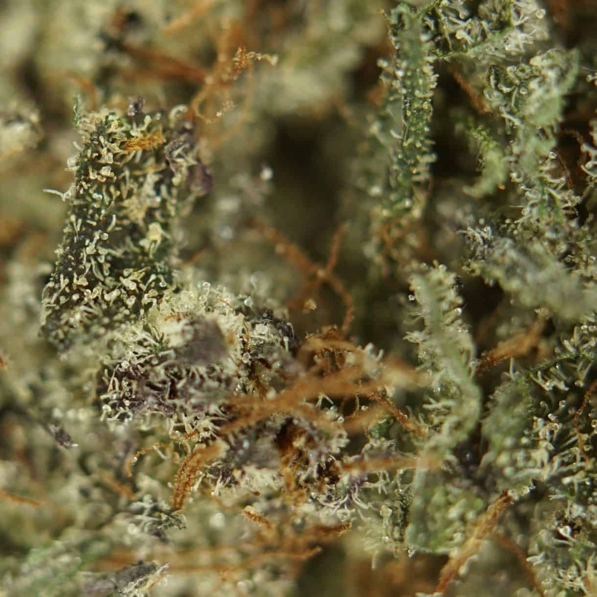 close-up macro of grapefruit haze cannabis bud showing dense trichomes, green tones, and orange pistils
