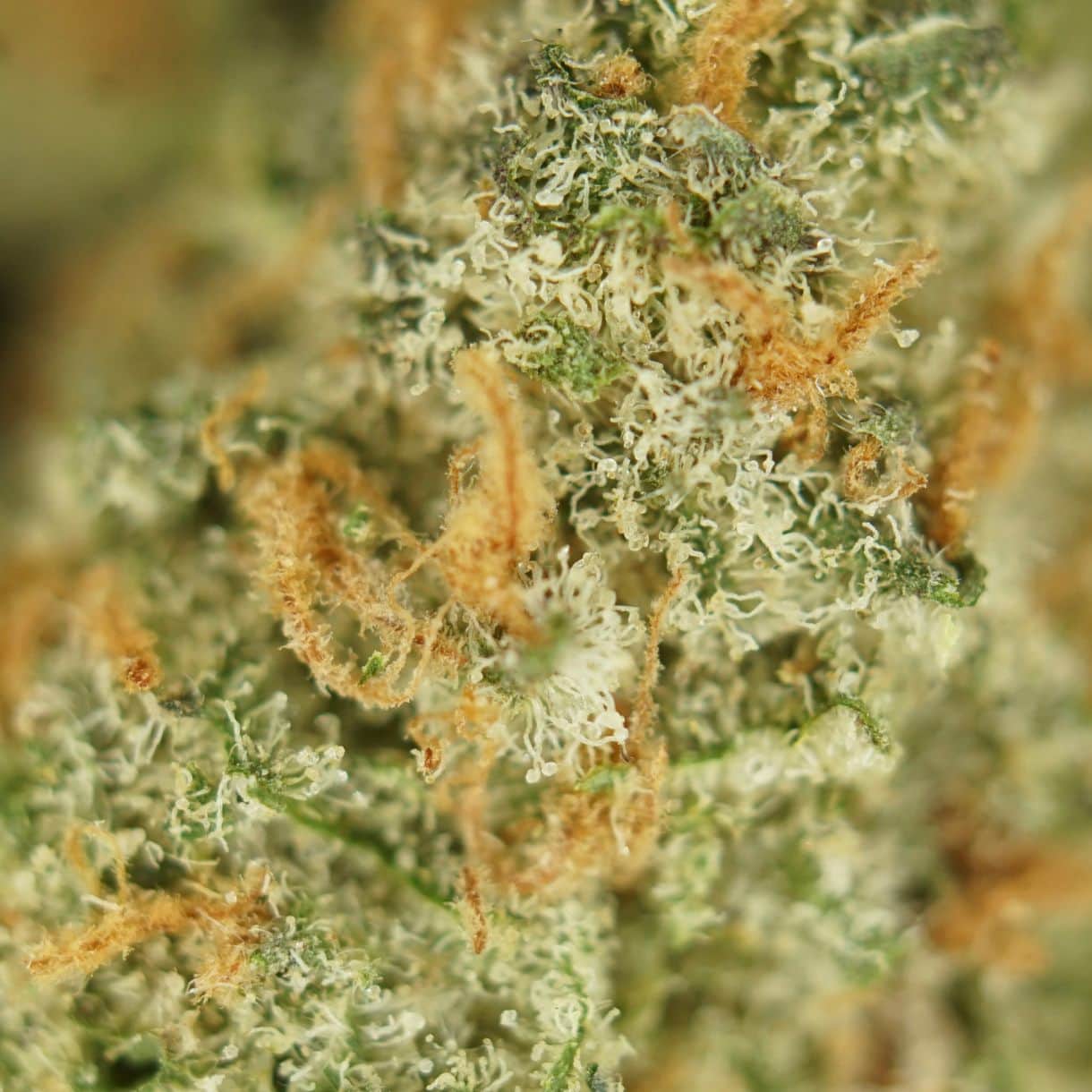 28gr - LA CAKE SMALLS - BALANCED HYBRID - (AAA) - Image 2