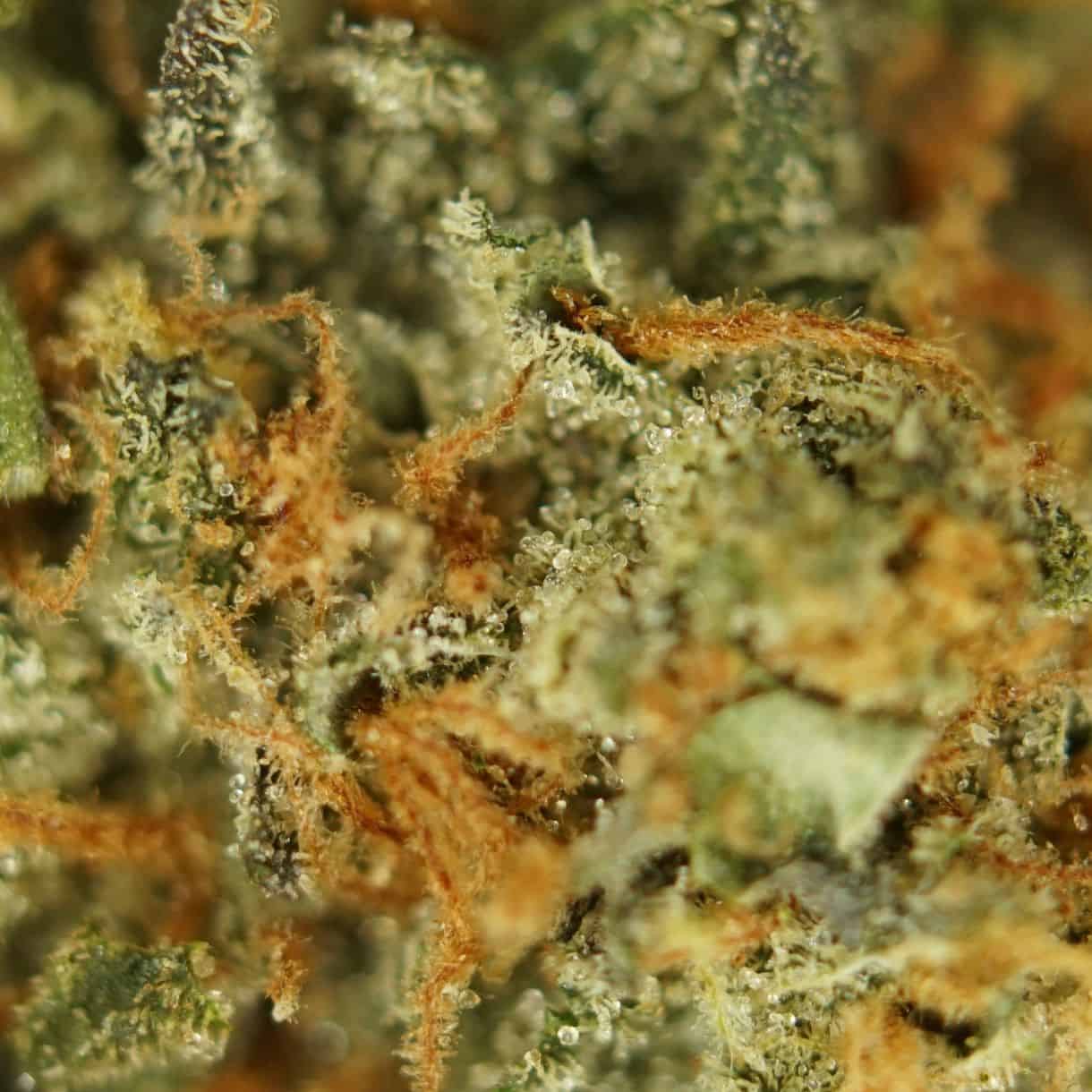 mothers milk close-up macro of cannabis bud showing dense trichomes, green tones, and orange pistils