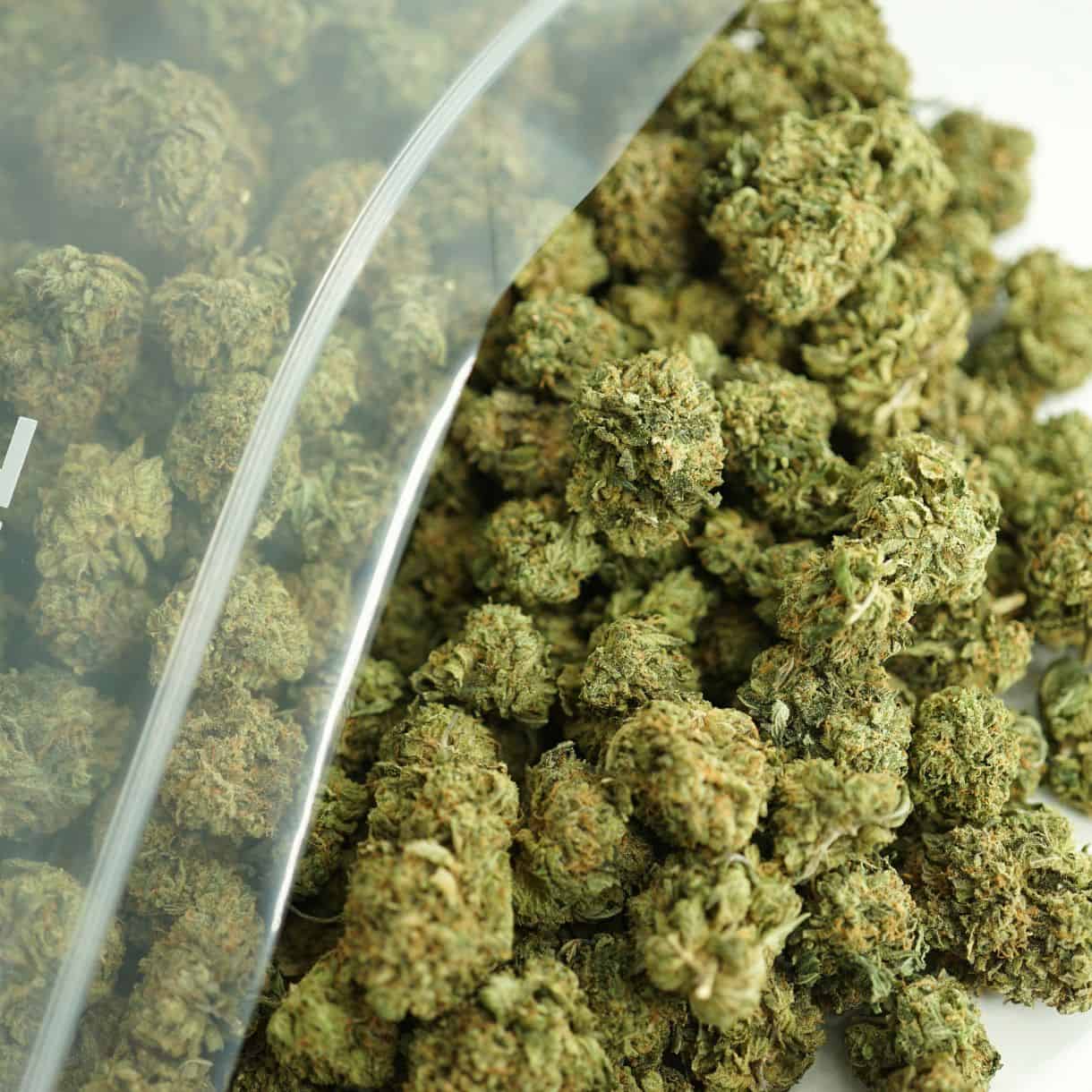 mothers milk close-up image of cannabis buds spilling out of a clear ZIP-ZAG plastic bag onto a white surface, showing dense green nugs with visible trichomes and orange hairs.