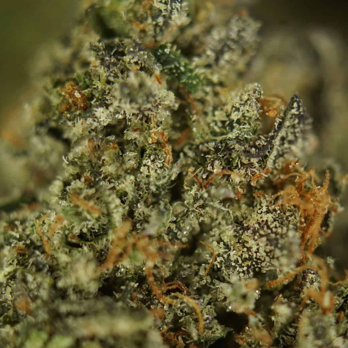 close-up macro of cannabis bud showing dense trichomes, green tones, and orange pistils