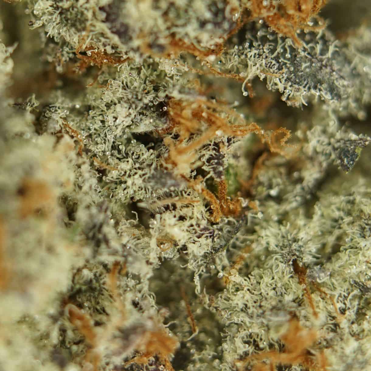 1/2p - STRAWBERRIES AND CREAM BULK - SATIVA - (AAA) - Image 2