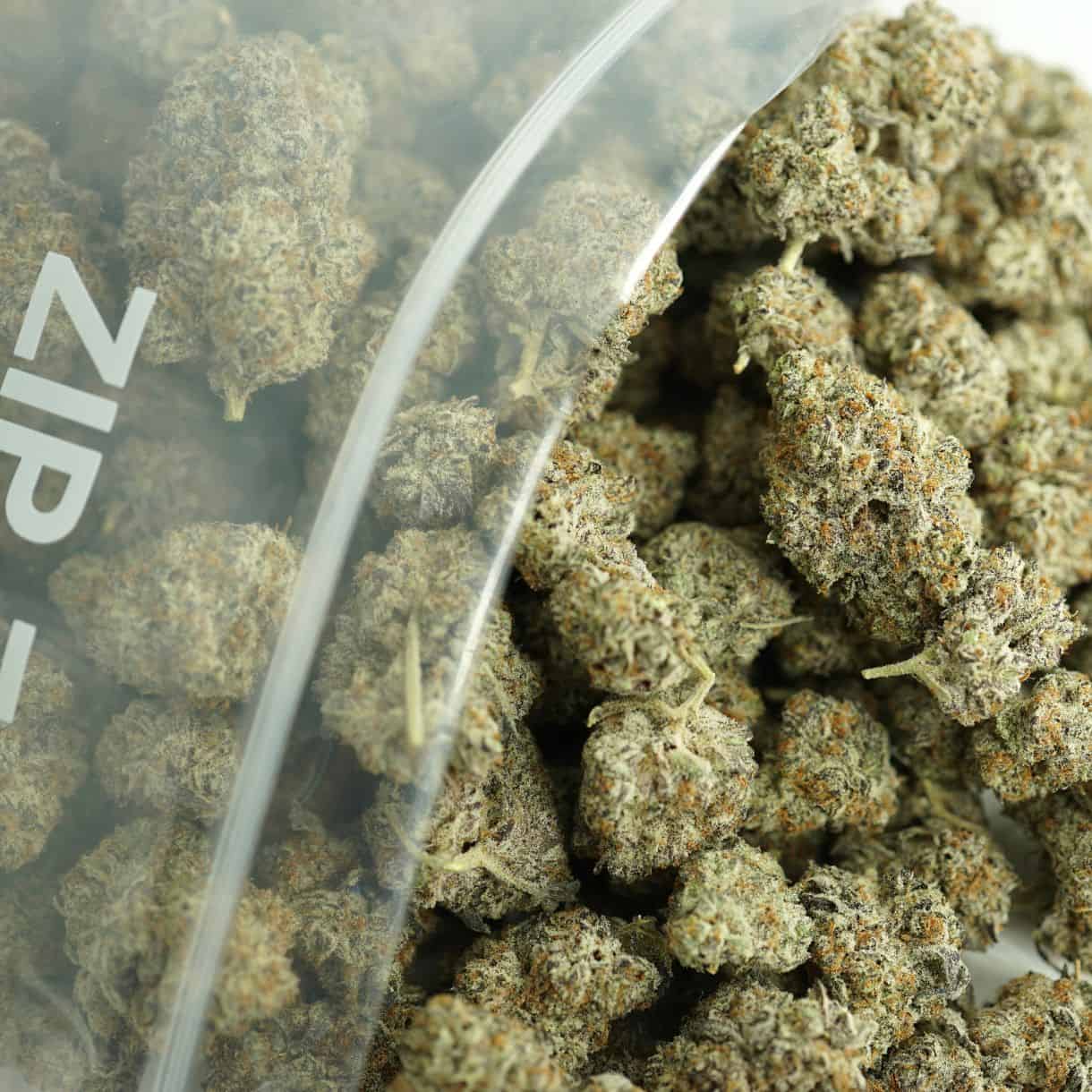 close-up image of cannabis buds spilling out of a clear ZIP-ZAG plastic bag onto a white surface, showing dense green nugs with visible trichomes and orange hairs.