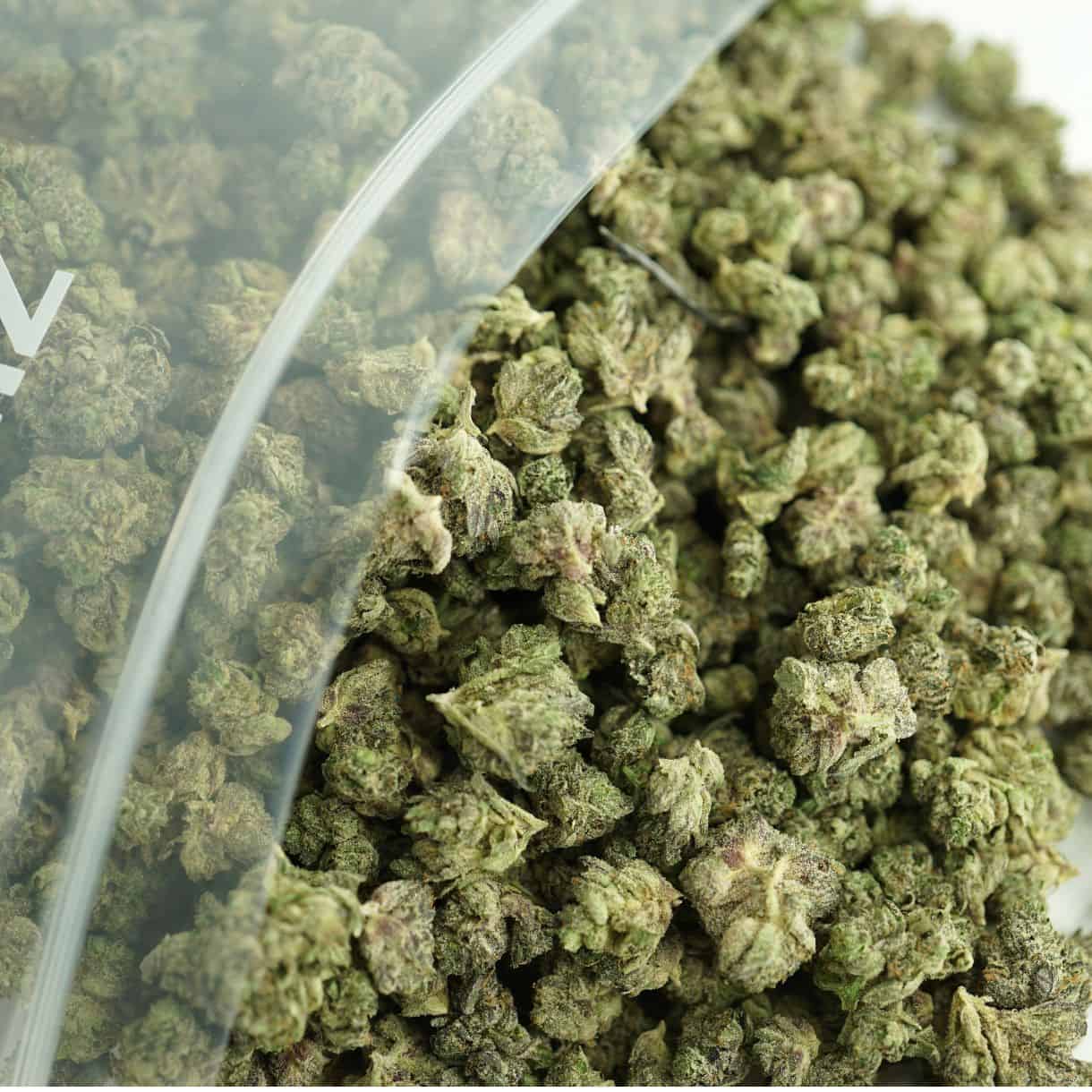 close-up image of white death smalls bulk cannabis buds spilling out of a clear ZIP-ZAG plastic bag onto a white surface, showing dense green nugs with visible trichomes and orange hairs.
