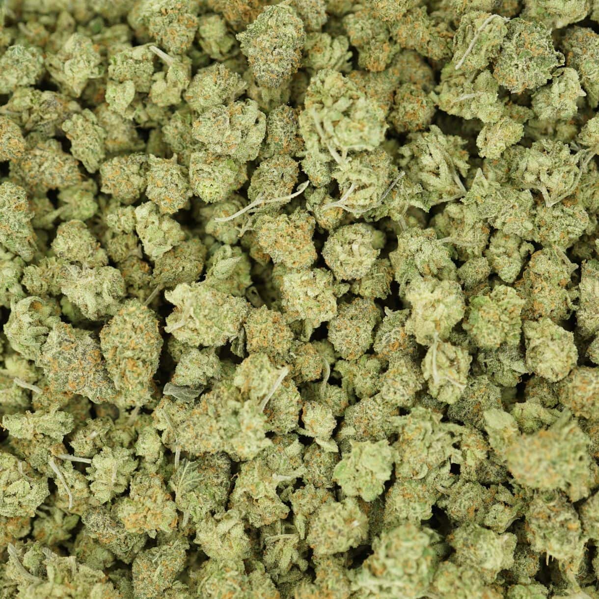top view of goudaberry smalls cannabis buds with dense structure, frosty trichomes, and light green coloration