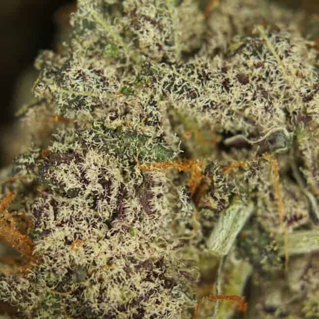 pp green crack 2
