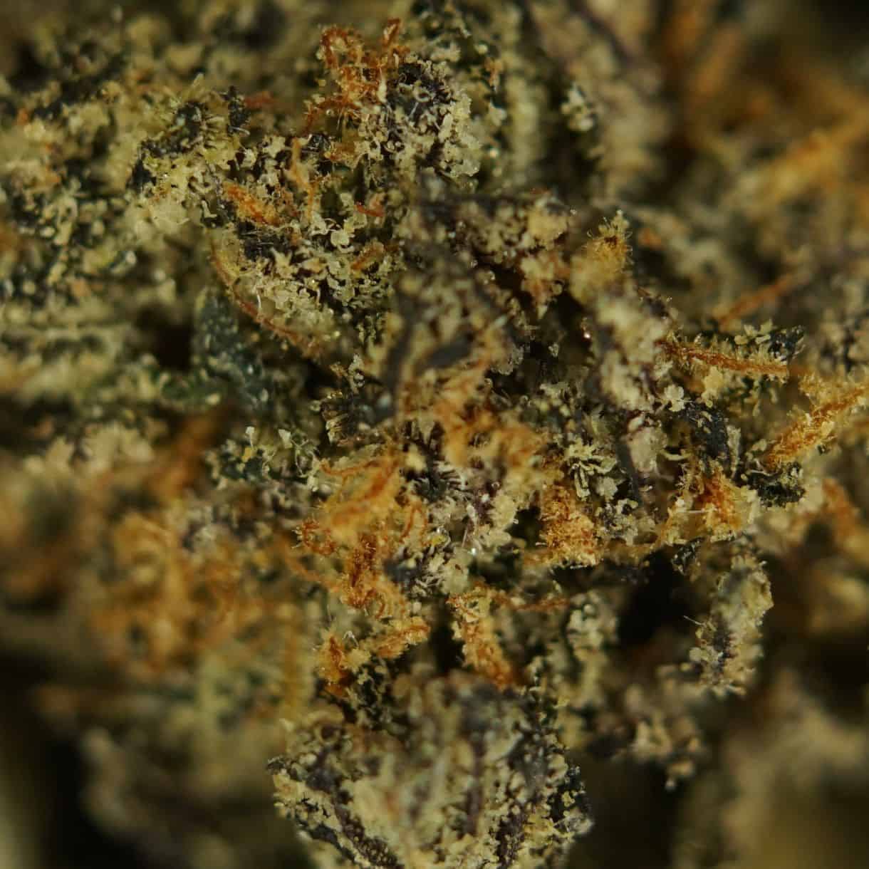 close-up macro of runtz smalls cannabis bud showing dense trichomes, green tones, and orange pistils