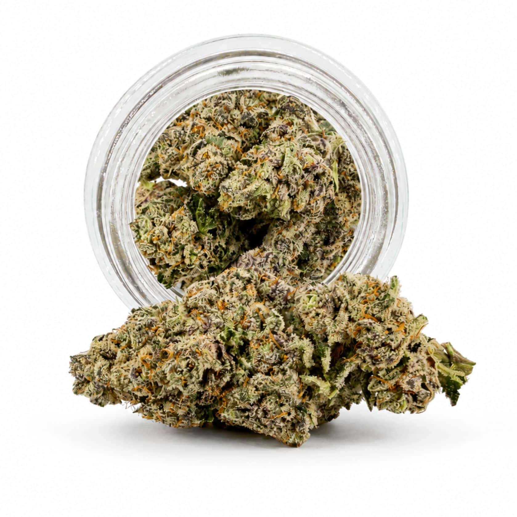 Source photograph: 7gr – ON POINT PHENOTYPE #1 – BALANCED HYBRID –