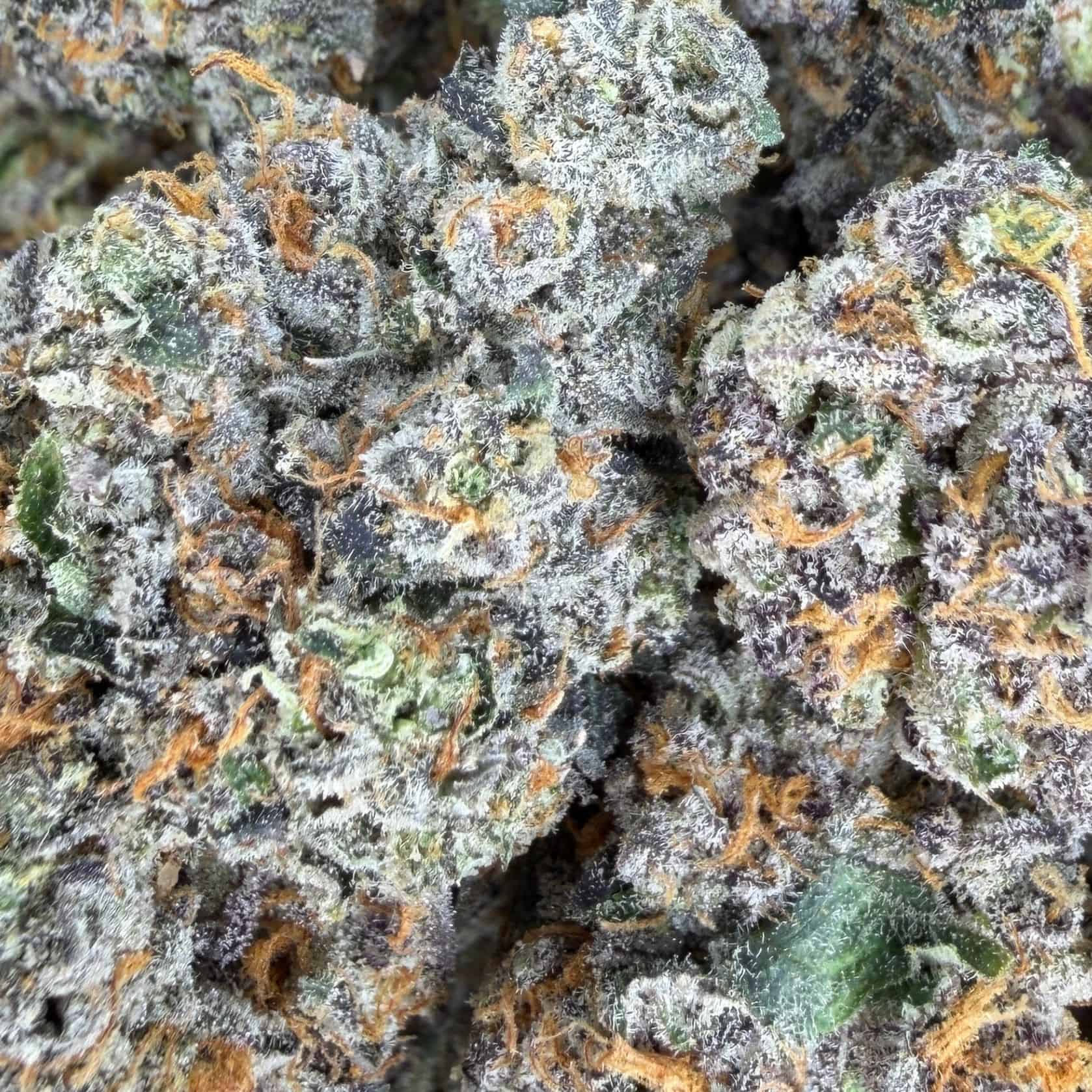 close-up macro of cannabis bud showing dense trichomes, green tones, and orange pistils