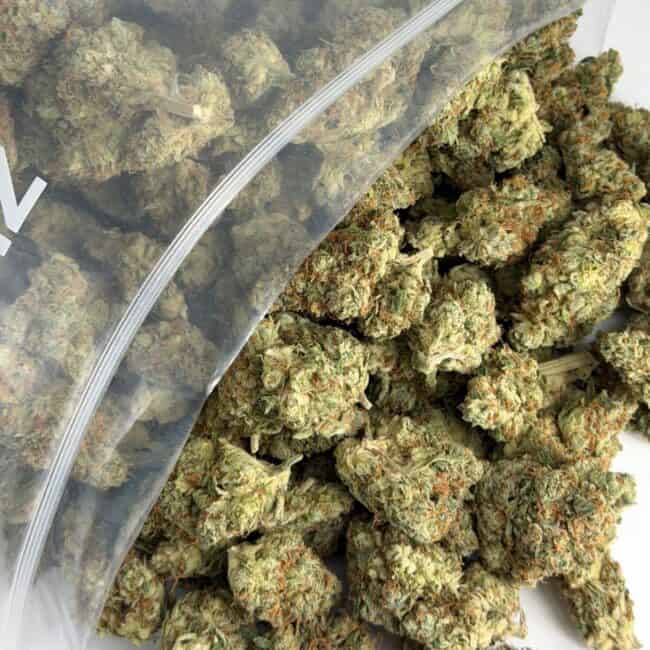 pp durban poison bulk