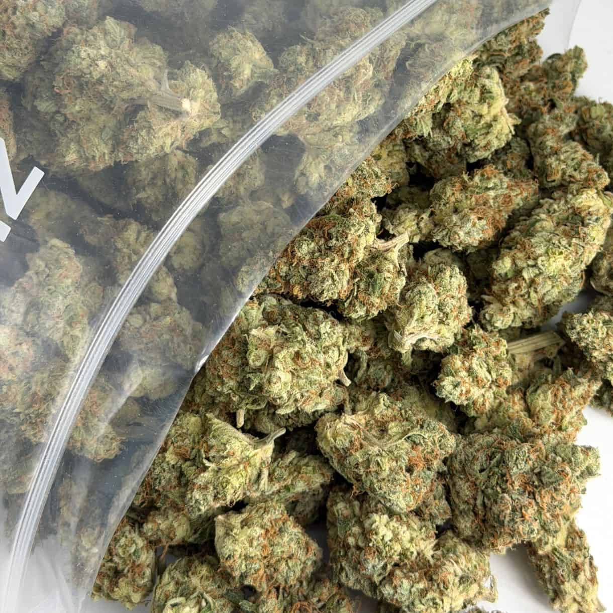 close-up image of cannabis buds spilling out of a clear ZIP-ZAG plastic bag onto a white surface, showing dense green nugs with visible trichomes and orange hairs.