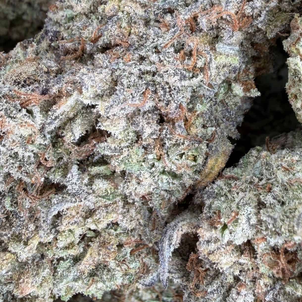close-up macro of cannabis bud showing dense trichomes, green tones, and orange pistils