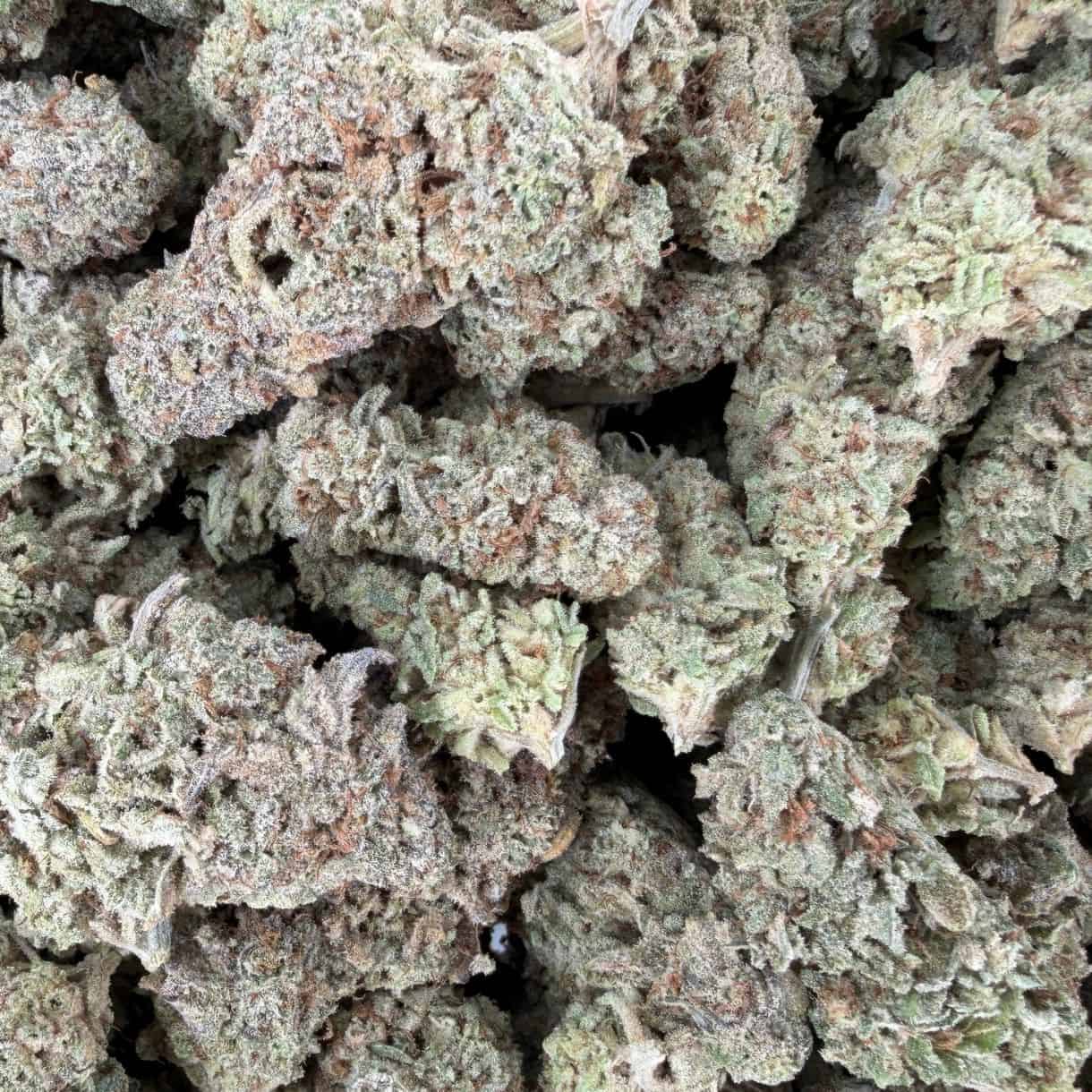 28gr - GUMMY BEARS - BALANCED HYBRID - (AAA) - Image 3