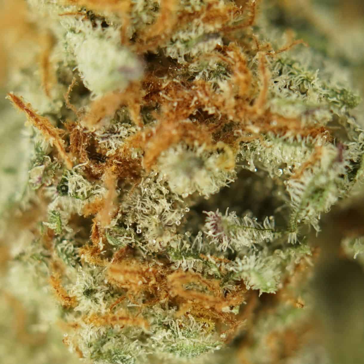 28gr - ICE WINE SMALLS - BALANCED HYBRID - (AA) - Image 2