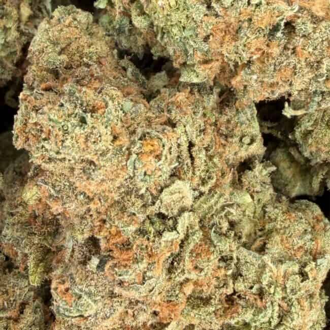 pp lemon sour diesel 2